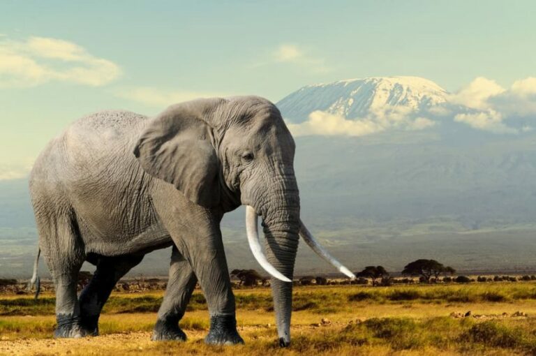 herbivore elephant