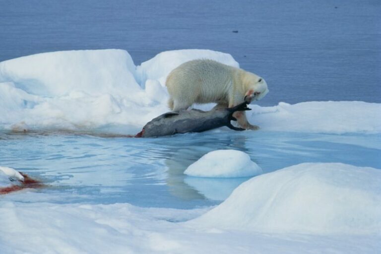 polar bear hunting - predation