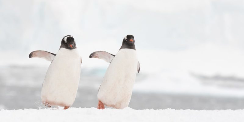 Fauna of Antarctica