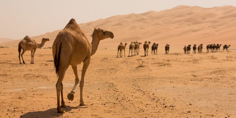 Desert fauna