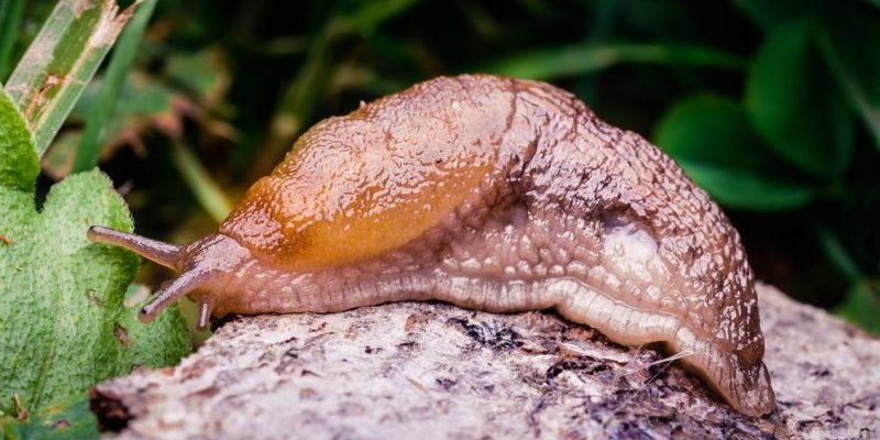 Mollusks - slug