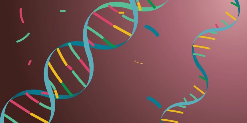 nucleic acids