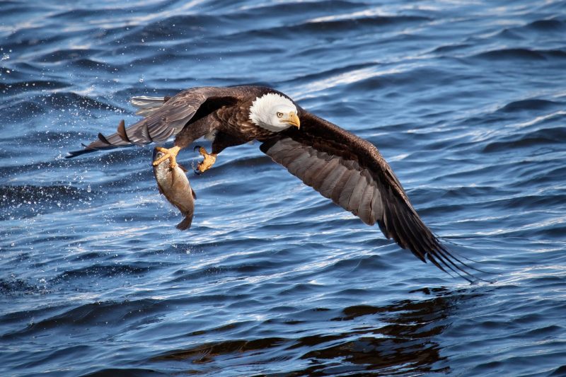 eagle hunting a fish