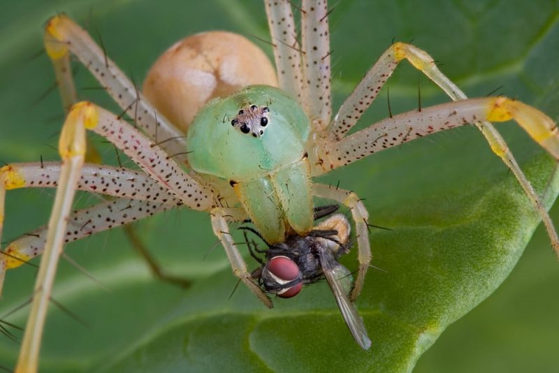 hunting spider - predator and prey