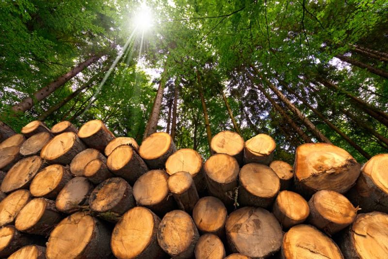 wood - biomass energy