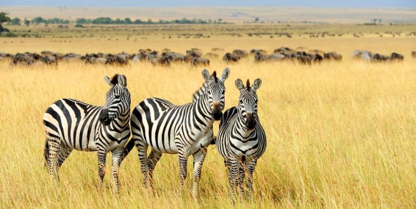 herbivorous zebras