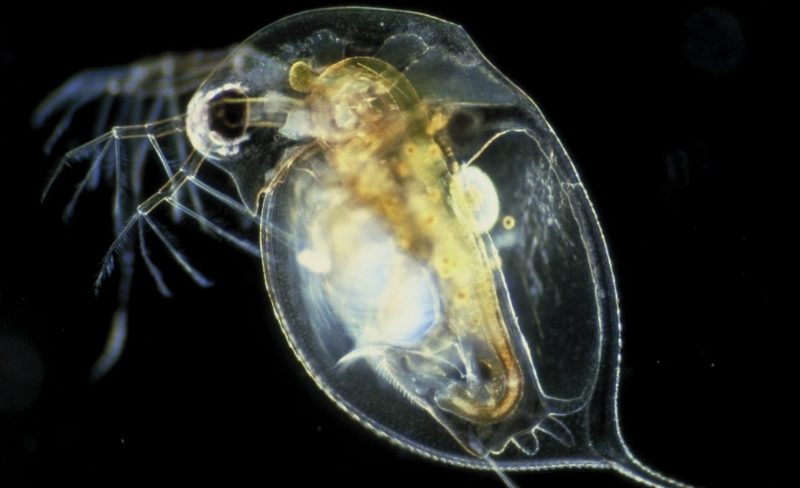 daphnia - flea