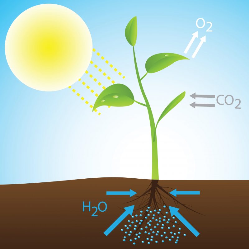 10 Examples of Anabolism and Catabolism 1 photosynthesis - illustration