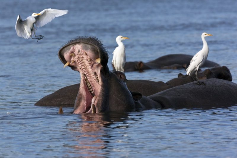 hippo and birds - mutualism