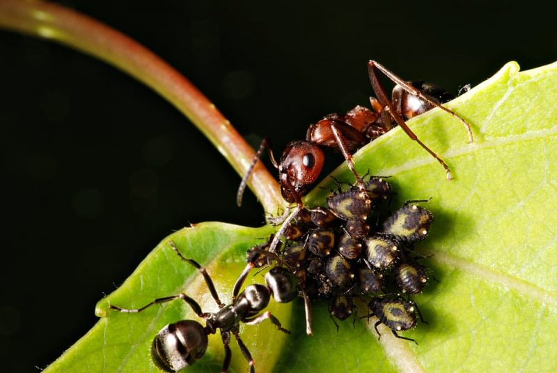 ants and aphids - mutualism