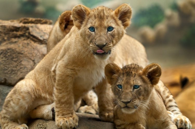 lions cubs - quadrupeds