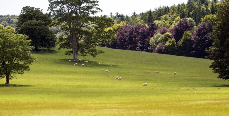 english plains