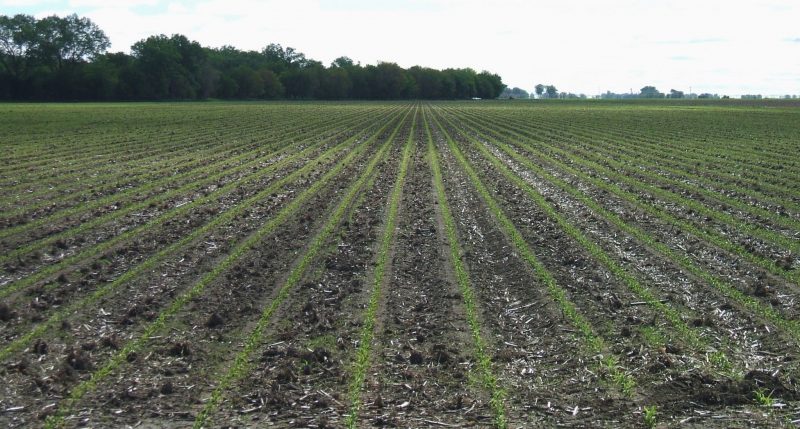 monoculture example - corn