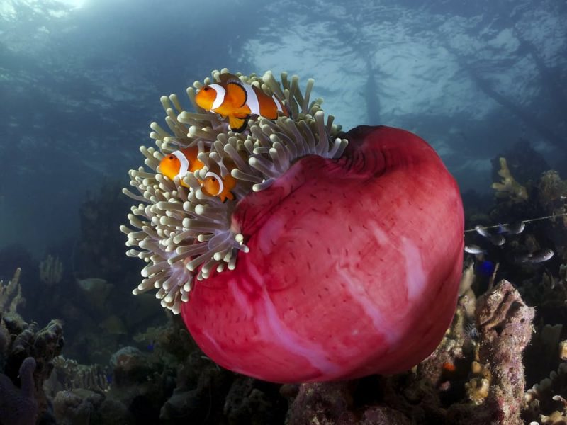 clownfish and anemone - mutualism