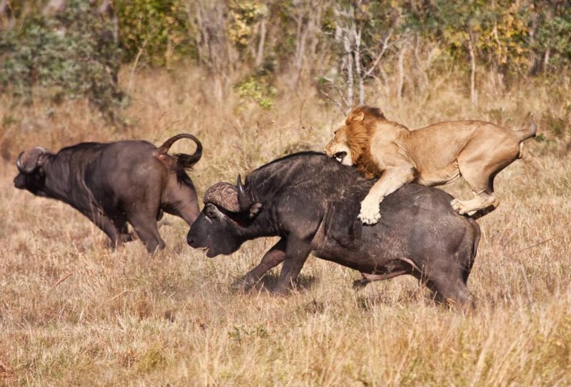 lion and buffalo predation