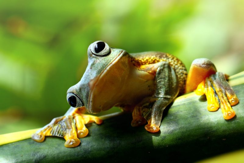 Toad Frog - amphibian animals
