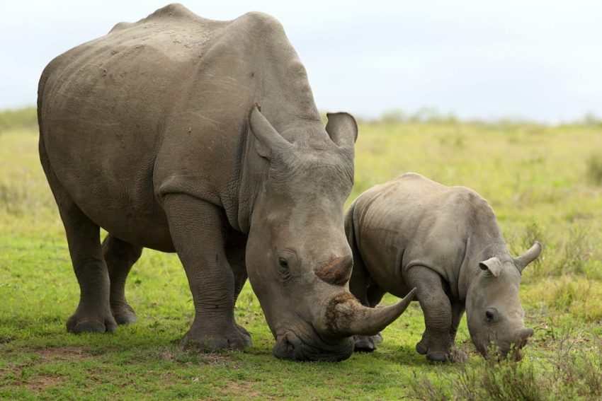 rhinos - quadrupeds