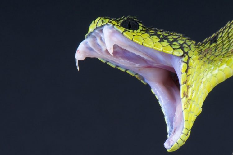 snake animals vertebrates