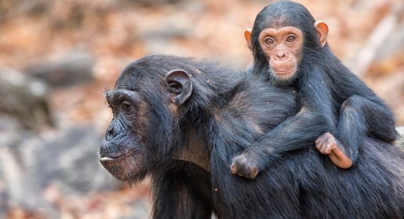 chimpanzee vertebrates, mother with baby