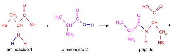 peptide bond