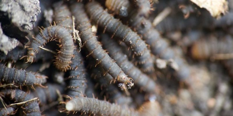 20 examples of annelids examples lab