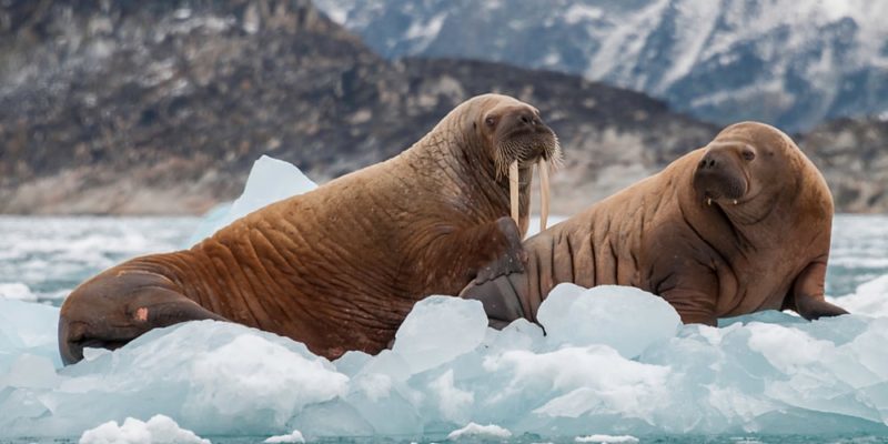 Walruses (animal species)