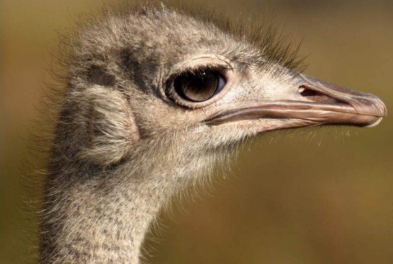ostrich - omnivore