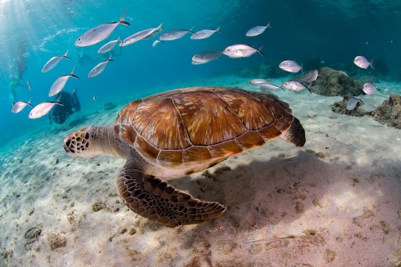 biodiversity - sea turtle