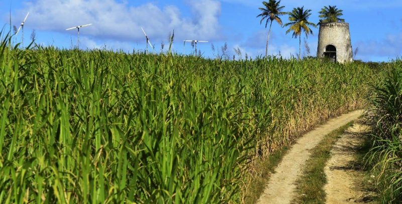 sugar cane - alcohol