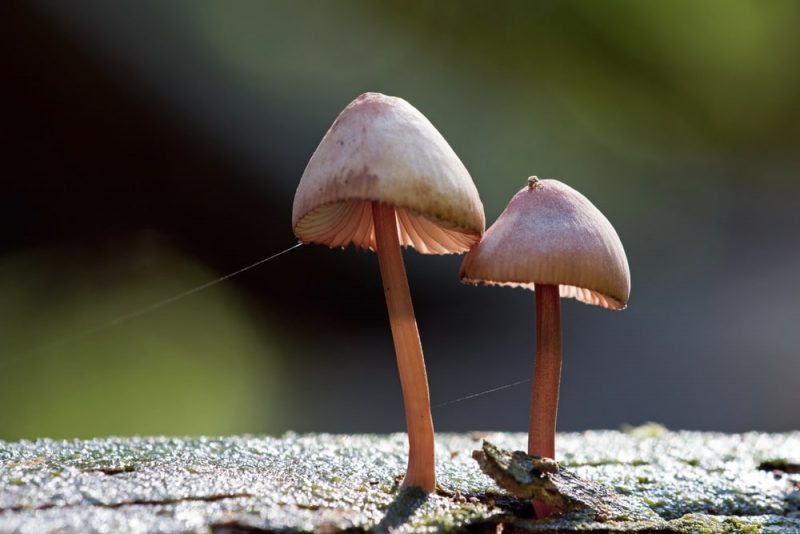 Mushrooms - Fungi Kingdom