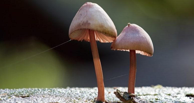 Mushrooms - examples