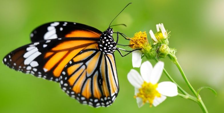 butterfly - invertebrate animals