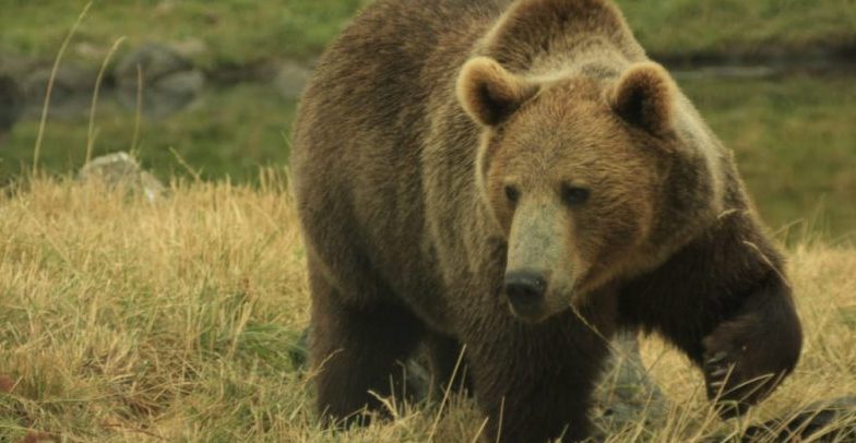bears - omnivores