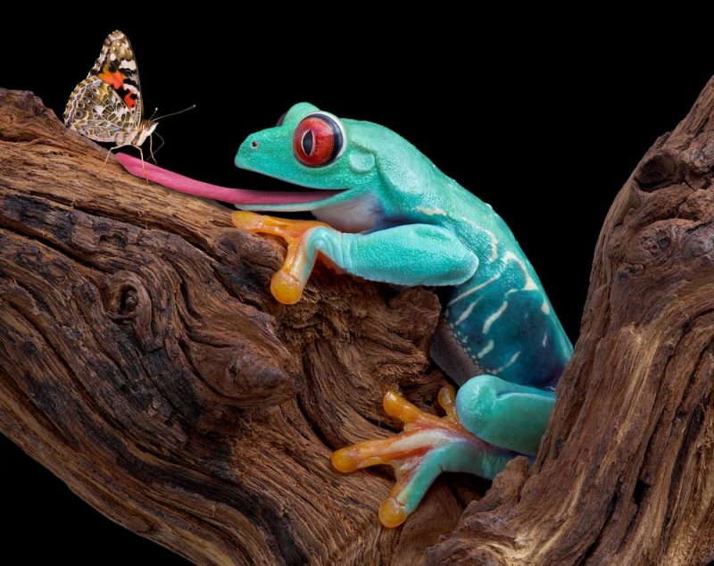 butterfly predator frogs