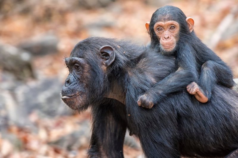 animal kingdom - chimpanzees