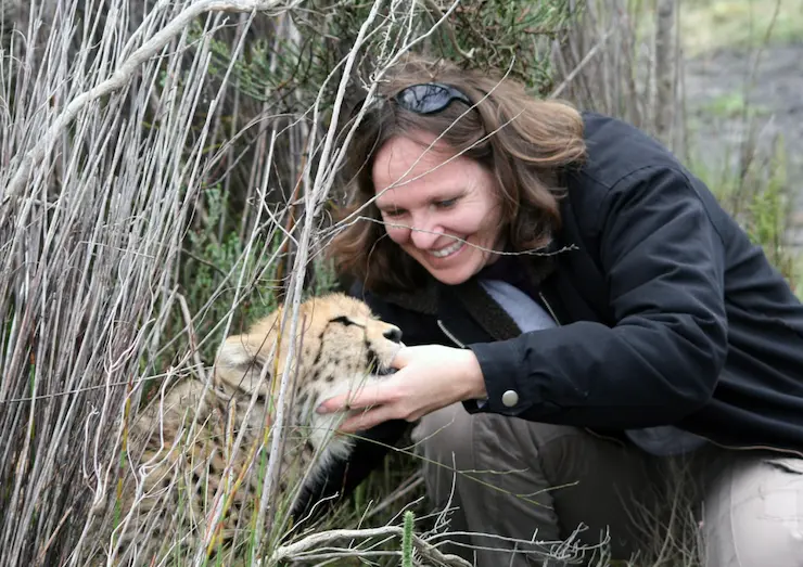 Female zoologist caring for a cheetah